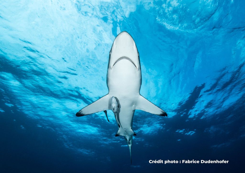 requin vue d'en bas